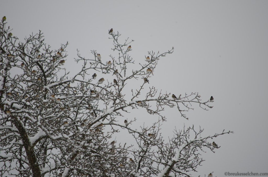 grosse Versammlung von Bergfinken