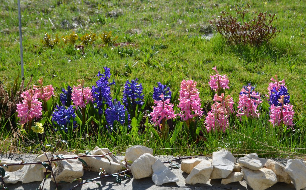 Noch einige von meinen jetzigen Frühlingsboten...so schöne Farben.