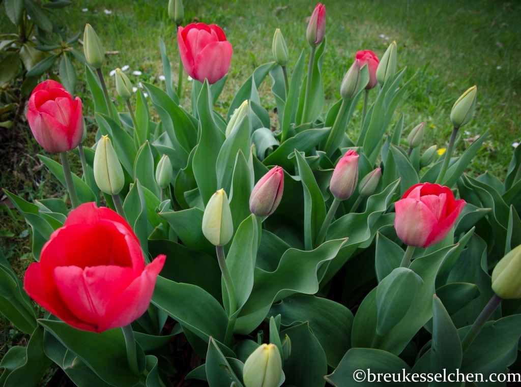 Nach den Narzissen und Hyanzinthen blühen nun die Tulpen im Garten...
