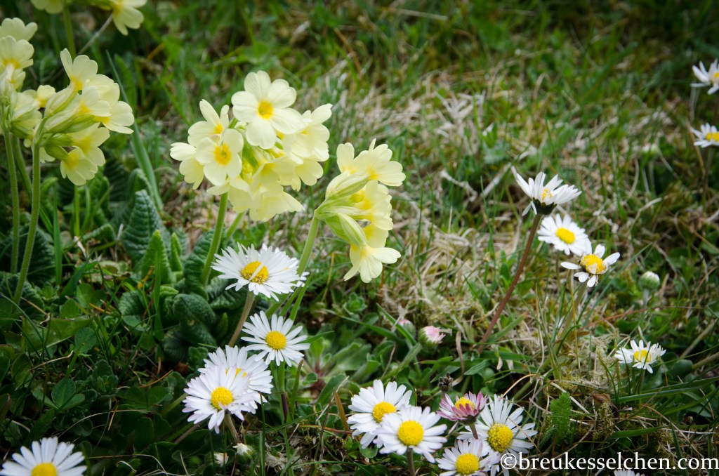 Gänseblümchen mit anderen Wildblumen auf der Rasenfläche