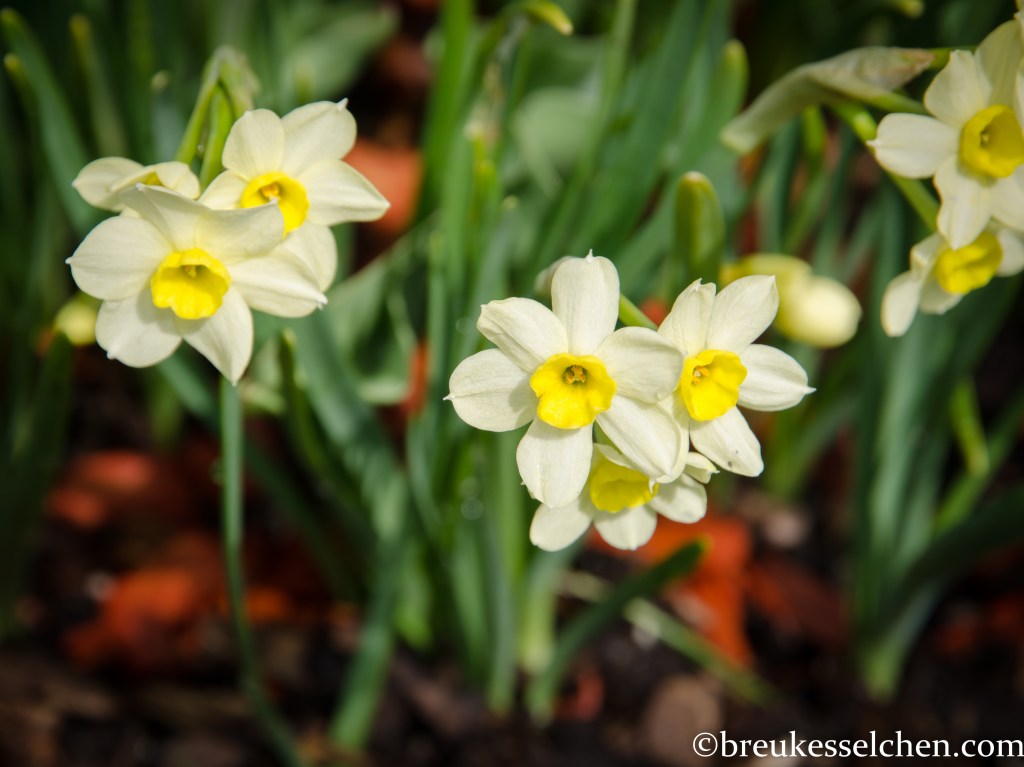 Leuchtende Farben der Natur...so wunderschön!