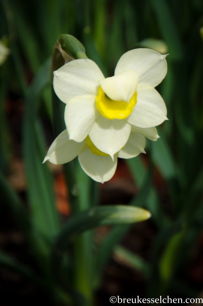 Diese kleine Narzisse winkt mir zu...