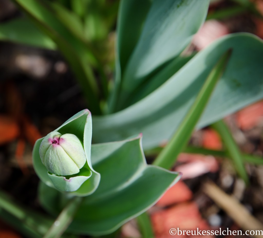 Diese Tulpe macht so einen richtig kleinen Kussmund, findet ihr nicht auch?