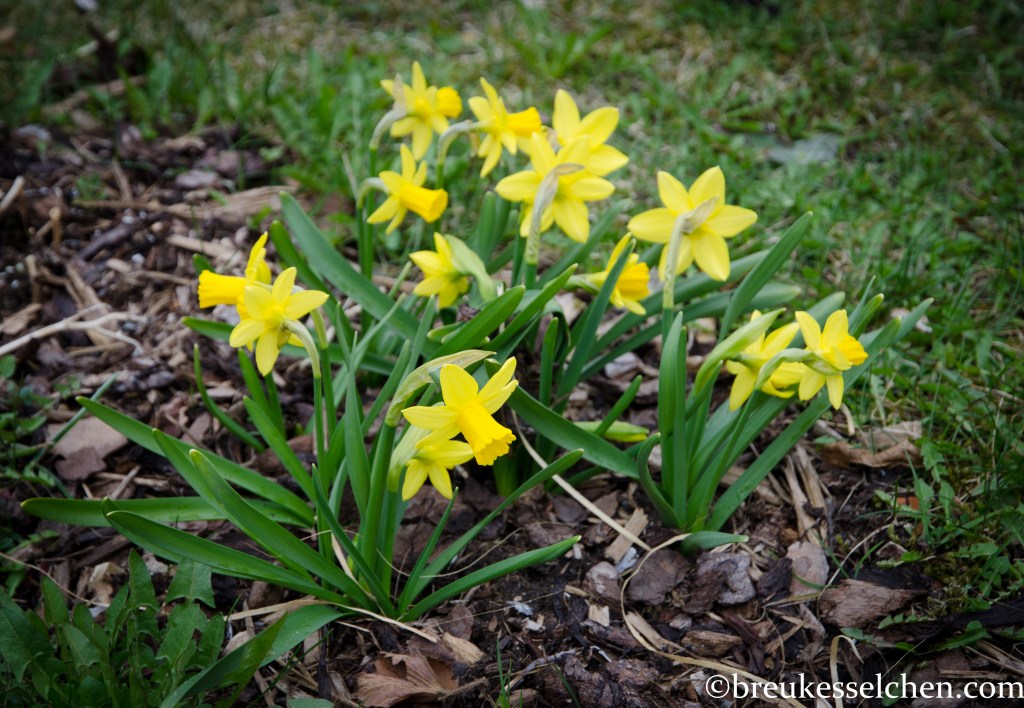 Kleine Narzissen...was für ein schönes Gelb!