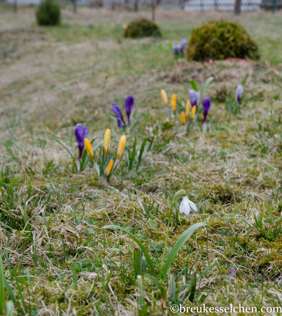 Erste Frühlingsboten im Garten