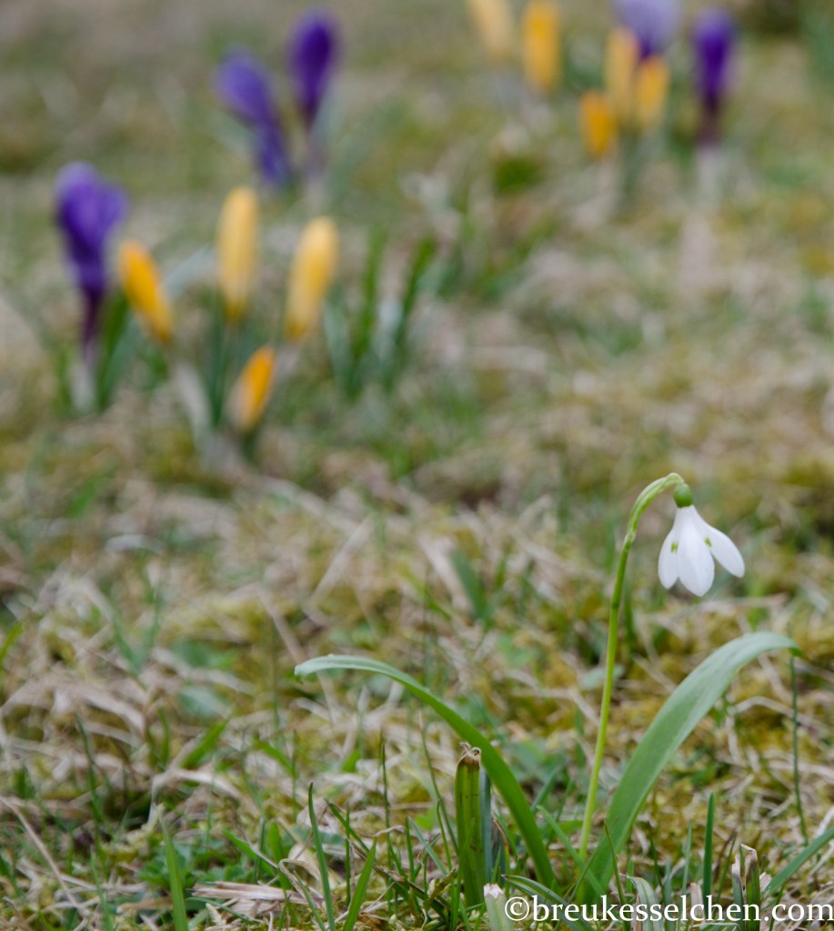 Eins meiner ersten Schneeglöckchen