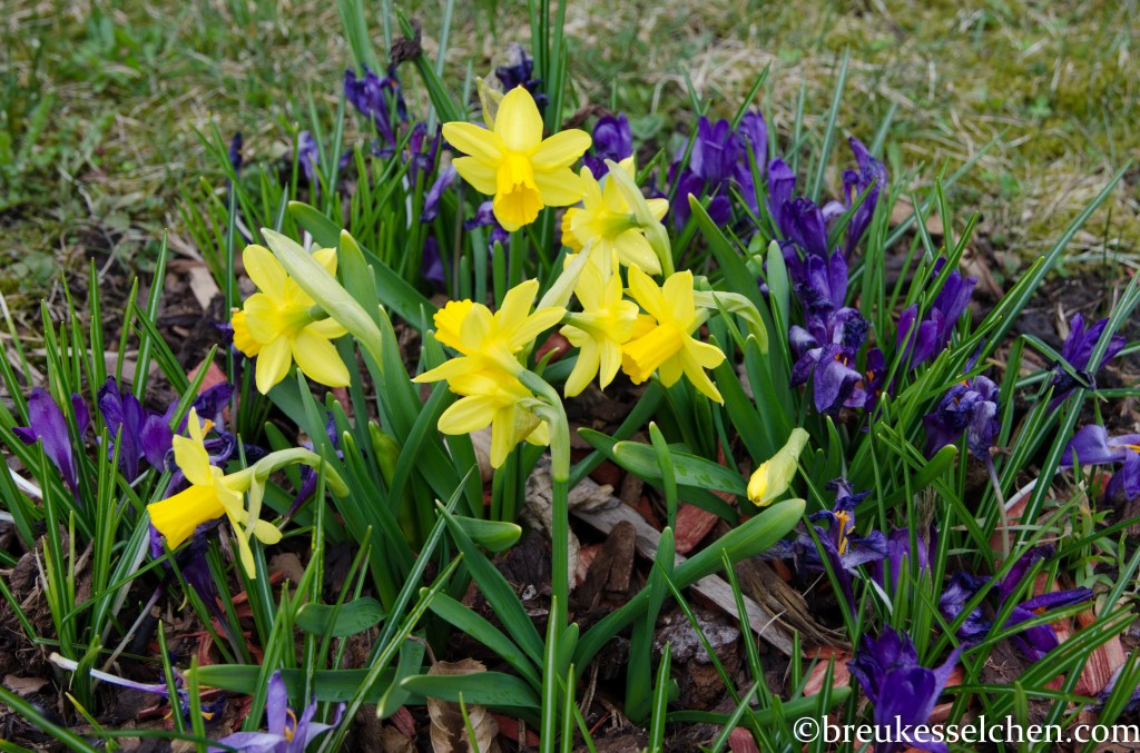 Narzissen mit Krokussen