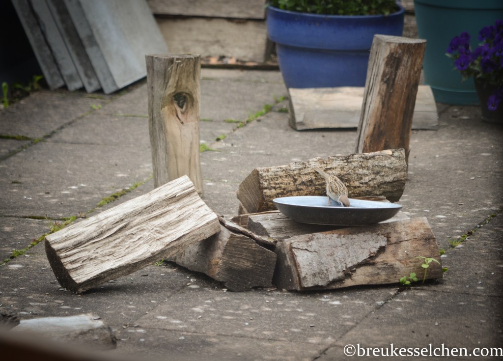 Feldsperling beim Trinken an der Vogeltränke 