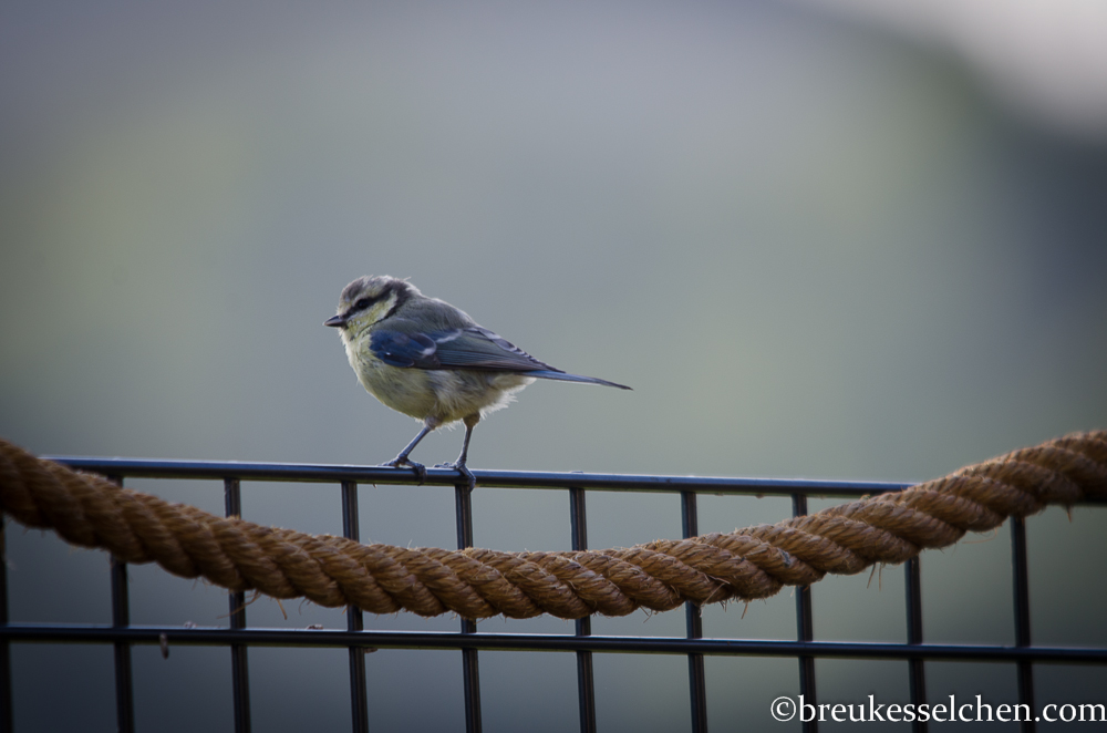 Sitzsack_Wintergarten_breukesselchen (44)