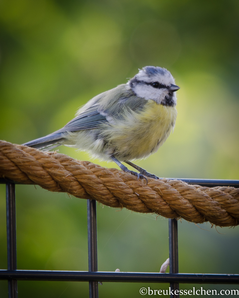 Sitzsack_Wintergarten_breukesselchen (49)