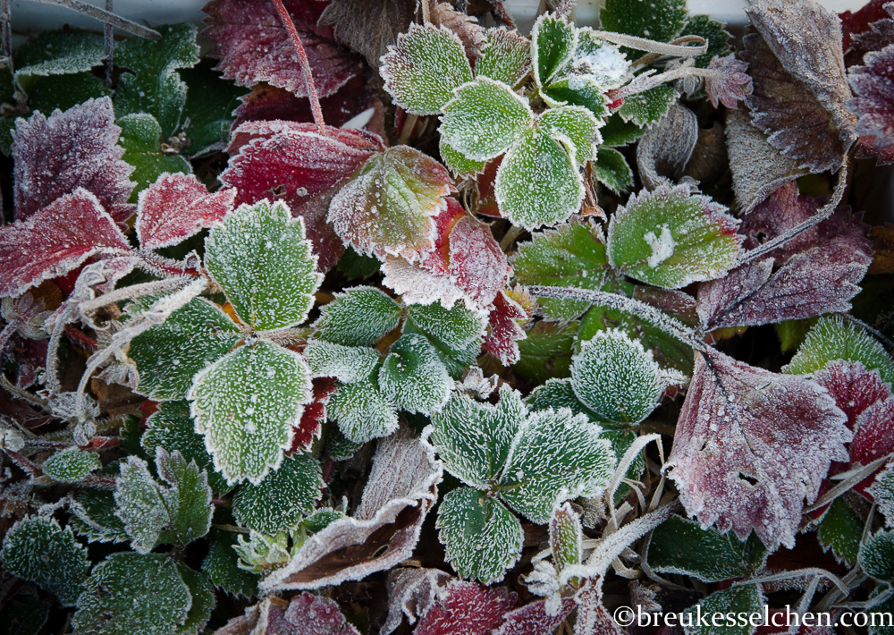 Herbsteindrücke Oktober (11)
