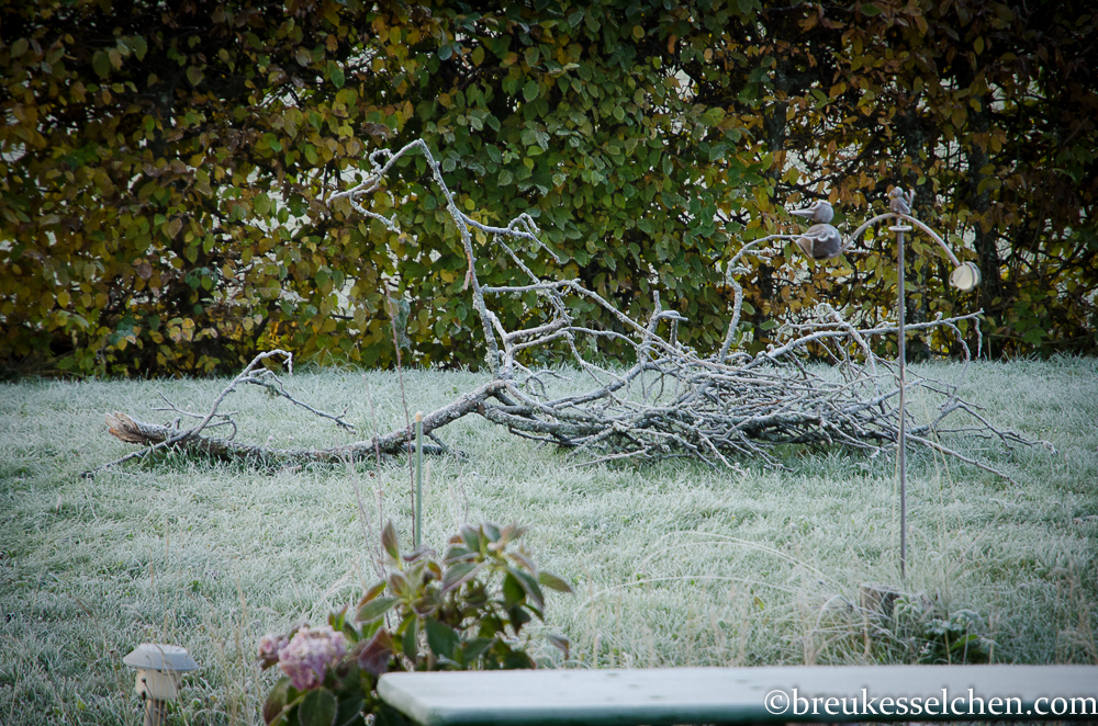 Herbsteindrücke Oktober (12)