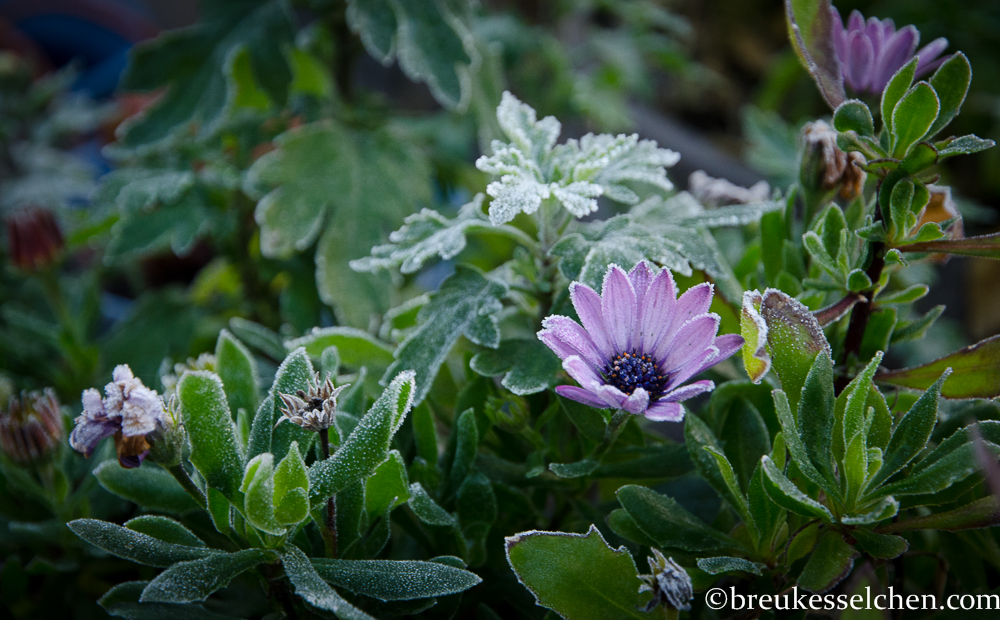 Herbsteindrücke Oktober (8)