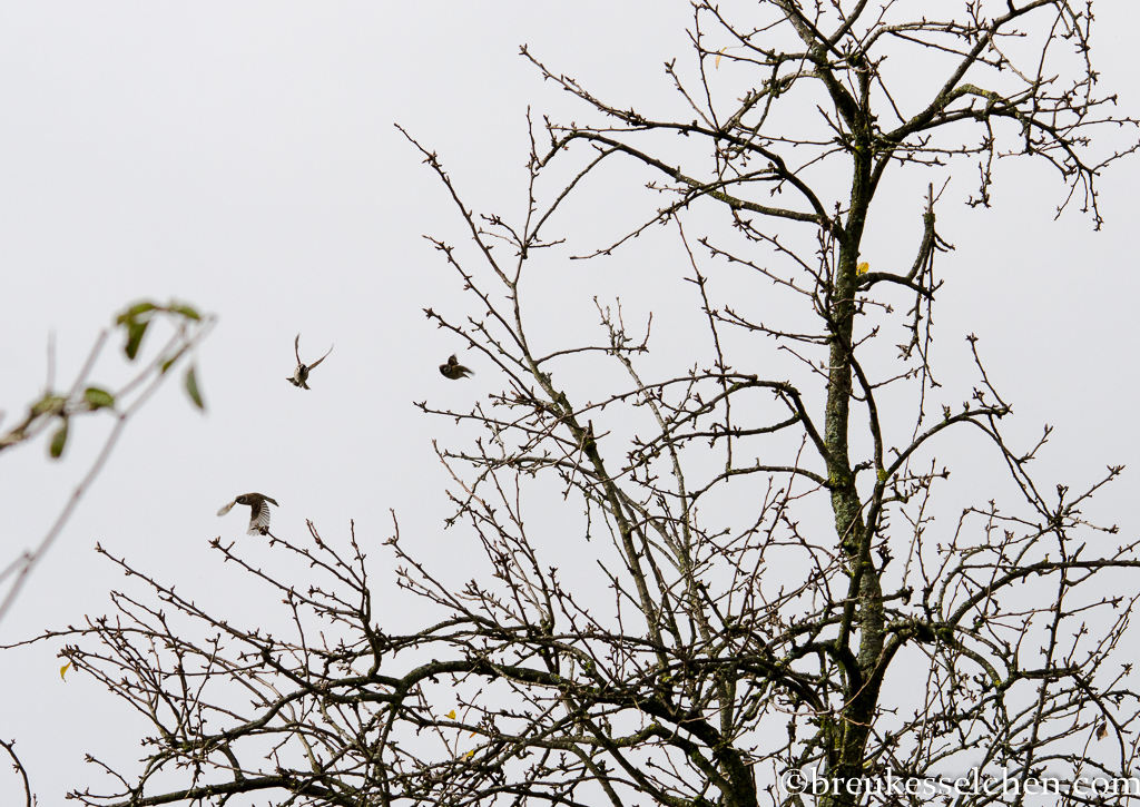 projekte_breukesselchen_2017-6